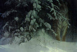 Siberian Night By Robert Bateman