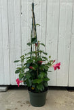 8" Mandevilla (Hot Pink)