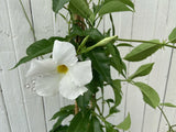 10" Mandevilla (White)