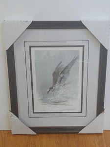 Lunging Osprey By Robert Bateman