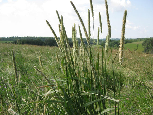 Timothy Hay Seeds - Organic - 1 Pound Seed