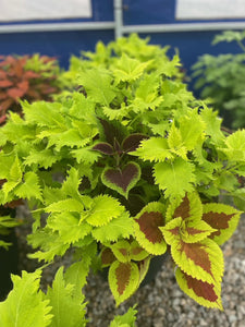 Coleus Planters