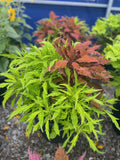 Coleus Planters