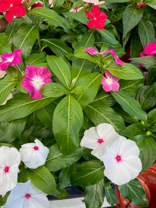 4" Pot Periwinkle Plant - Sold by Tray of 10 plants