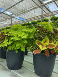 Coleus Planters