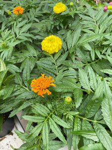 4" Pot - Marigold Plant - Sold by Tray of 10 plants