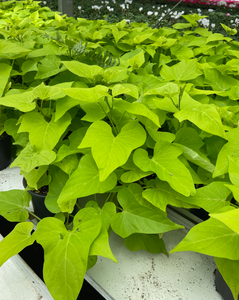 4"Pot - Potato Vine - Sold by Tray of 10 plants