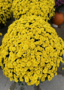 15” Yellow Hardy Mums